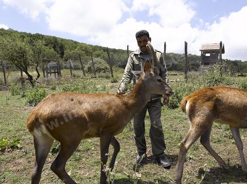 Parc National de Feidja - Kroumirie - cerf de barbarie