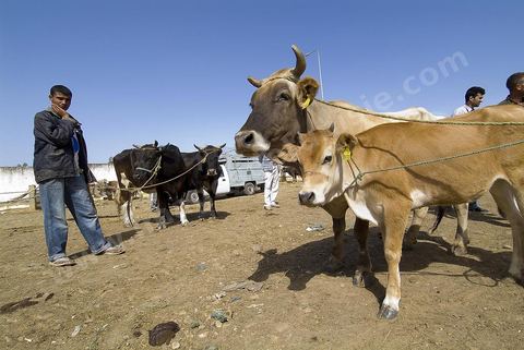 Vaches et veau et leurs vendeurs sur le marché hebdomadaire aux animaux de Fernana de Fernana