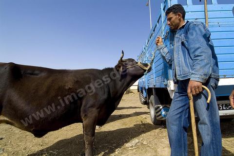 Vaches et veau et leurs vendeurs sur le marché hebdomadaire aux animaux de Fernana de Fernana