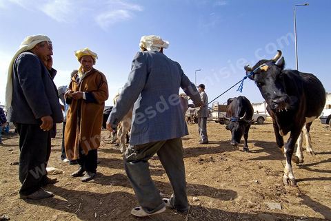 Vaches et veau et leurs vendeurs sur le marché hebdomadaire aux animaux de Fernana de Fernana