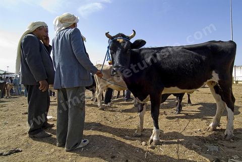 Vaches et veau et leurs vendeurs sur le marché hebdomadaire aux animaux de Fernana de Fernana