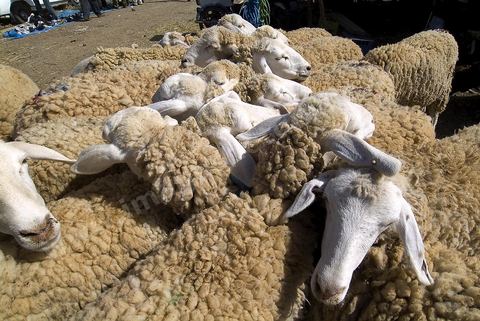 Moutons sur le marché hebdomadaire aux animaux de Fernana de Fernana