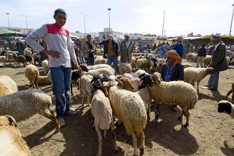 moutons et leurs vendeurs sur le marché hebdomadaire aux animaux de Fernana de Fernana