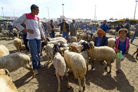 moutons et leurs vendeurs sur le marché hebdomadaire aux animaux de Fernana de Fernana