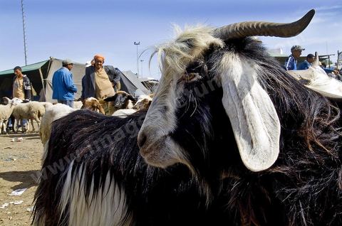 Chèvres et leurs vendeurs sur le marché hebdomadaire aux animaux de Fernana de Fernana