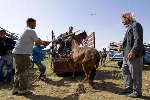 Chevaux et leurs vendeurs sur le marché hebdomadaire aux animaux de Fernana de Fernana
