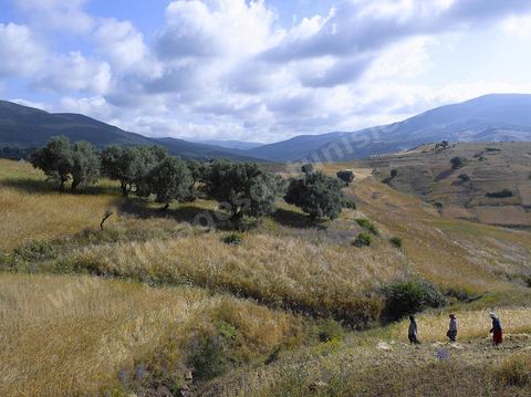 paysage de champ de blé et femmes travaillant dans les champs moisson traditionnelle à la faucille par des femmes en tenue traditionnelle dasn la région de Fernana