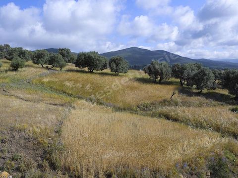 paysage de champ de blé et femmes travaillant dans les champs moisson traditionnelle à la faucille par des femmes en tenue traditionnelle dasn la région de Fernana