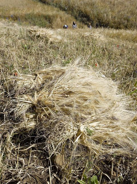 paysage de champ de blé et femmes travaillant dans les champs moisson traditionnelle à la faucille par des femmes en tenue traditionnelle dasn la région de Fernana