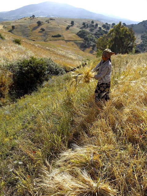 paysage de champ de blé et femmes travaillant dans les champs moisson traditionnelle à la faucille par des femmes en tenue traditionnelle dasn la région de Fernana