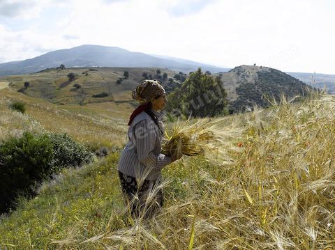 paysage de champ de blé et femmes travaillant dans les champs moisson traditionnelle à la faucille par des femmes en tenue traditionnelle dasn la région de Fernana
