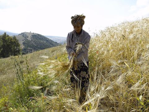 paysage de champ de blé et femmes travaillant dans les champs moisson traditionnelle à la faucille par des femmes en tenue traditionnelle dasn la région de Fernana