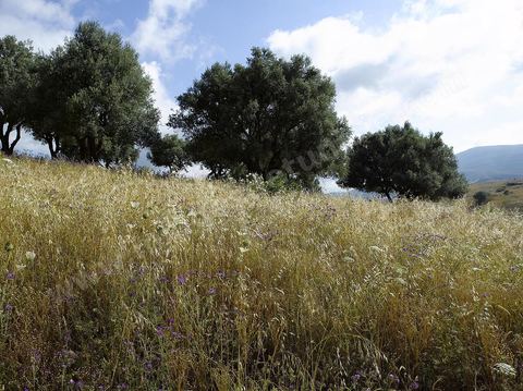 paysage de champ de blé et femmes travaillant dans les champs moisson traditionnelle à la faucille par des femmes en tenue traditionnelle dasn la région de Fernana