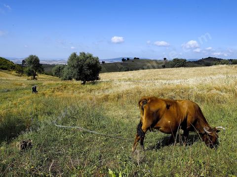 vache dasn un champ de blé dans la région de Fernana