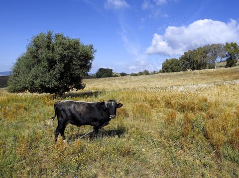 vache dasn un champ de blé dans la région de Fernana