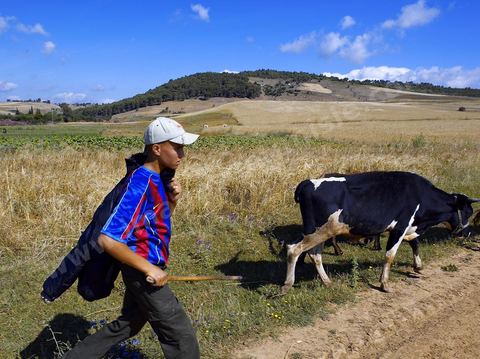 Jeune garçon guidant son troupeau de vaches dasn la région de Fernana