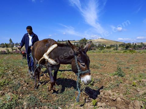 Homme labourant son champ avec un âne dans la région de Fernana
