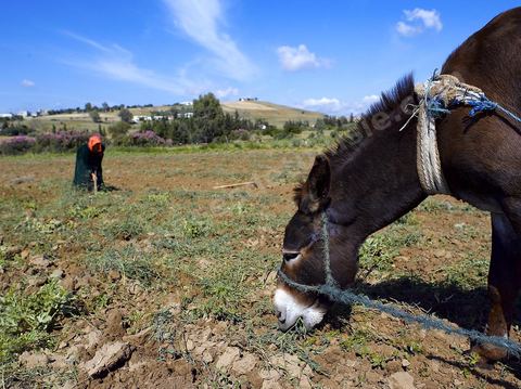 Homme labourant son champ avec un âne dans la région de Fernana