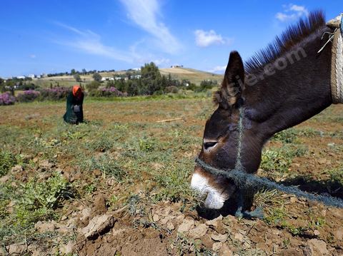 Homme labourant son champ avec un âne dans la région de Fernana