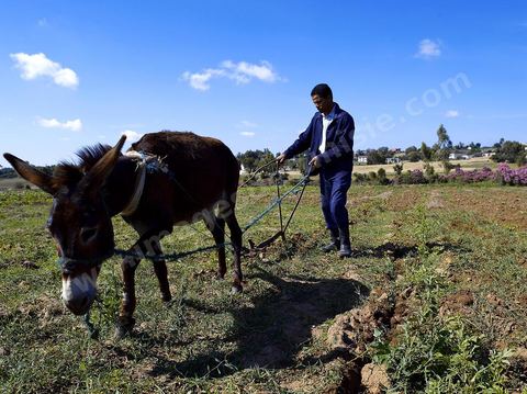 Homme labourant son champ avec un âne dans la région de Fernana
