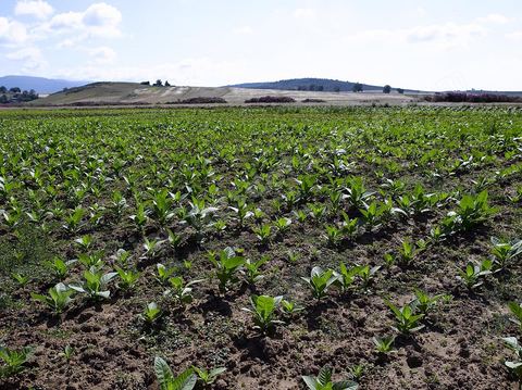 Champ de tabac dans la région de Fernana