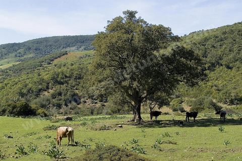 Paysage près de la station thermale de Hammam Bourguiba