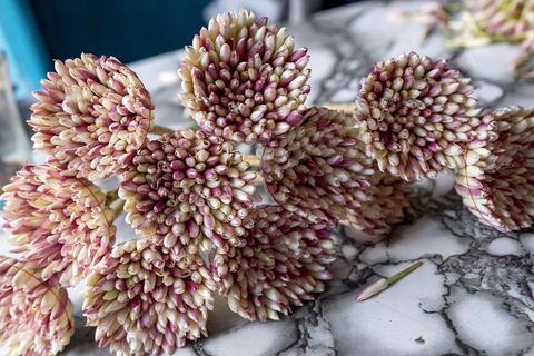 Homme préparant le Machmoum avec fleurs de Jasmin. Ras Jebel est fondée par les Romains entre le IIIe et le IVe siècle. Vers la deuxième moitié du XIVe siècle, les Andalous expulsés d'Espagne se seraient installés sur le site après avoir bénéficié de concessions agricoles. 