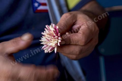 Homme préparant le Machmoum avec fleurs de Jasmin. Ras Jebel est fondée par les Romains entre le IIIe et le IVe siècle. Vers la deuxième moitié du XIVe siècle, les Andalous expulsés d'Espagne se seraient installés sur le site après avoir bénéficié de concessions agricoles. 