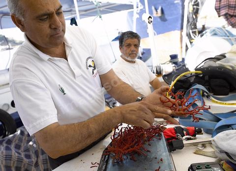 Corailleur dans le port de Tabarka ces hommes plongent à 120 m sous la mer pour récolter du corail naturel