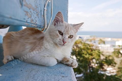 Chat sur le port Hergla