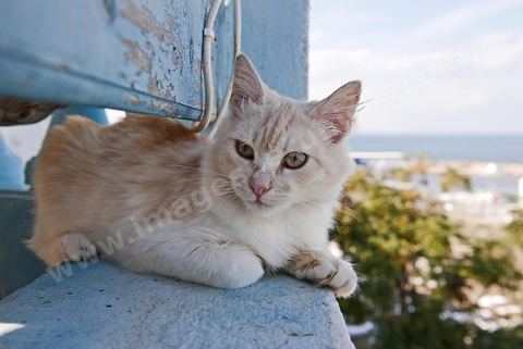 Chat sur le port Hergla