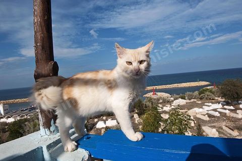 Chat sur le port Hergla