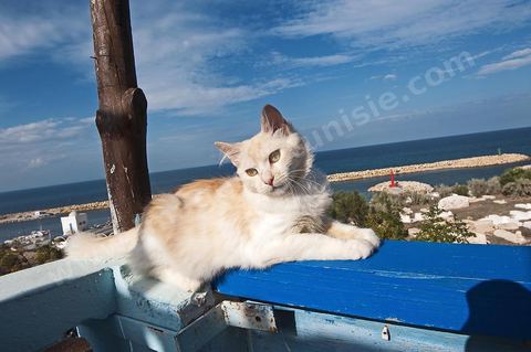 Chat sur le port Hergla