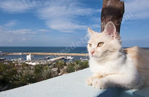 Chat sur le port Hergla