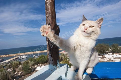 Chat sur le port Hergla