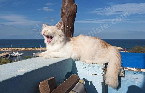 Chat sur le port Hergla