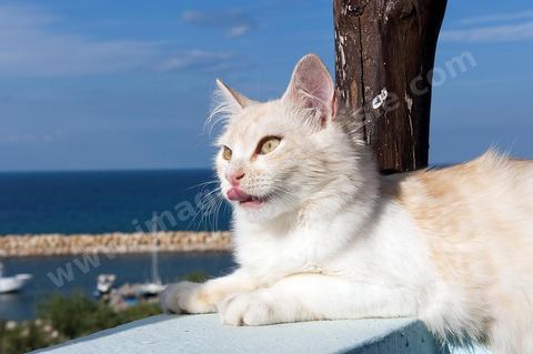 Chat sur le port Hergla