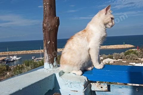 Chat sur le port Hergla
