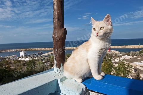 Chat sur le port Hergla