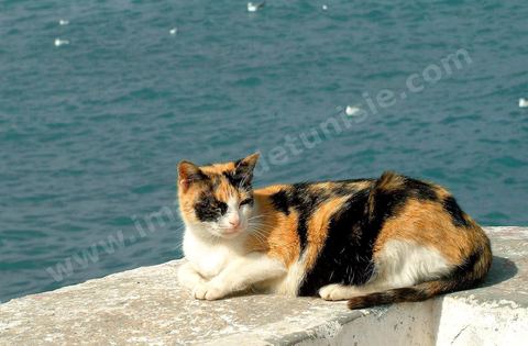 Chat au bord de la mer à Mahdia