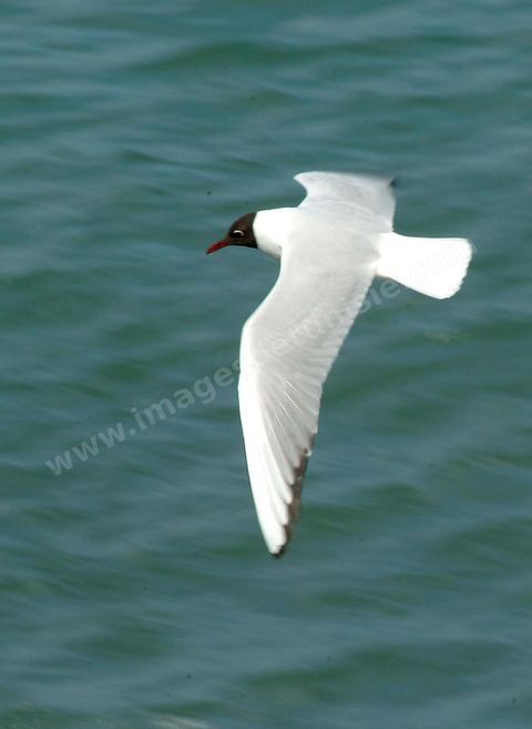mouettes à Mahdia