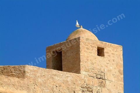 tour de vigie avec mouette du ribat de Mahdia