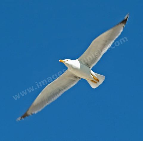 mouettes à Mahdia