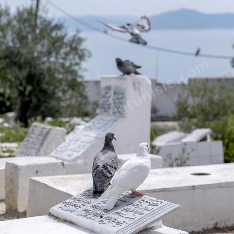 Cimetière. Sidi Bou Saïd sur les traces de Michel Foucault
