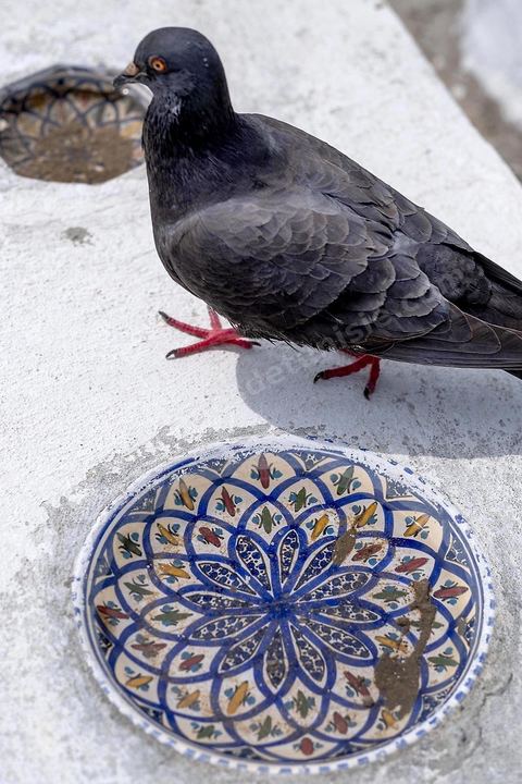 Cimetière. Sidi Bou Saïd sur les traces de Michel Foucault